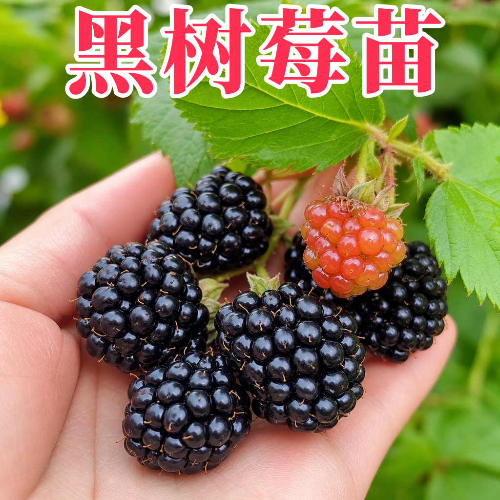 黑莓树苗嫁接当年结果盆栽地栽