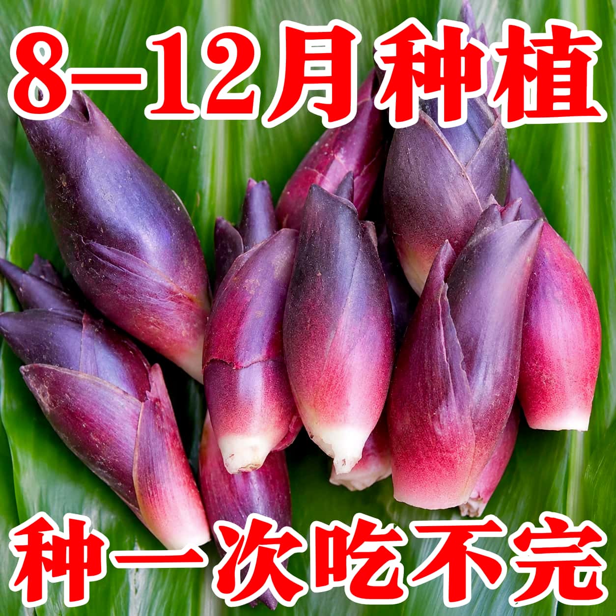 食用洋荷芽种子四季蔬菜