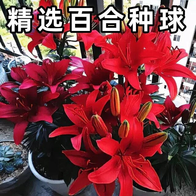 香水百合种球两季开花好养盆栽