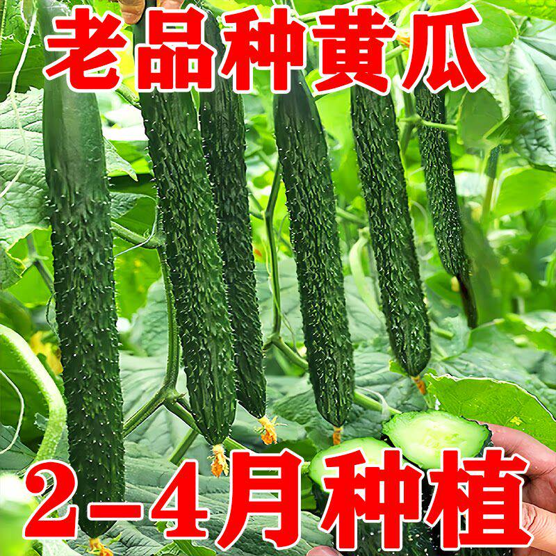 老品种高产大黄瓜种子种籽苗四季绿瓤绿心秧苗青瓜春季孑籽种黄爪