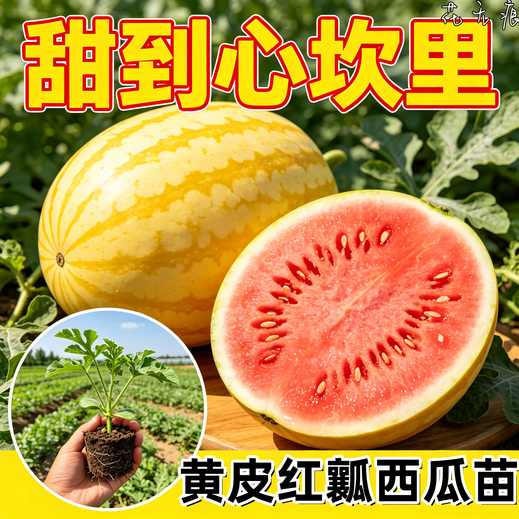 黄皮红瓤西瓜苗四季高产甘甜