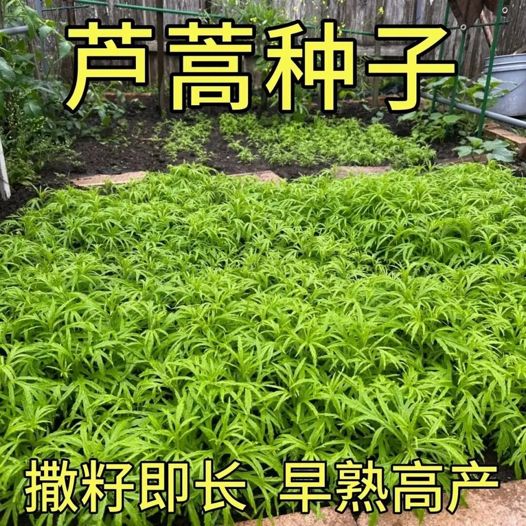 南京特产芦蒿种子四季可种