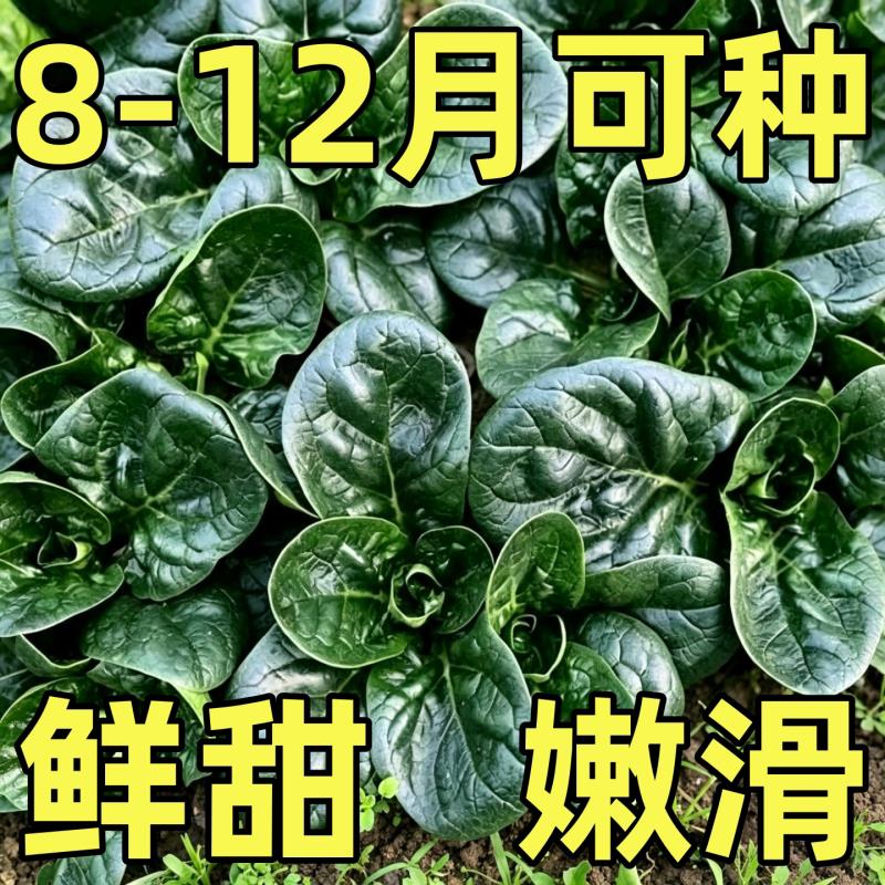 耐热趴地菠菜种子老品种塌地菠春秋冬季耐寒菜种红根菠菜蔬菜种子