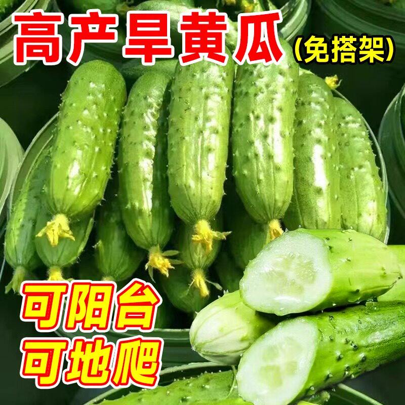 四季阳台盆栽旱黄瓜种子