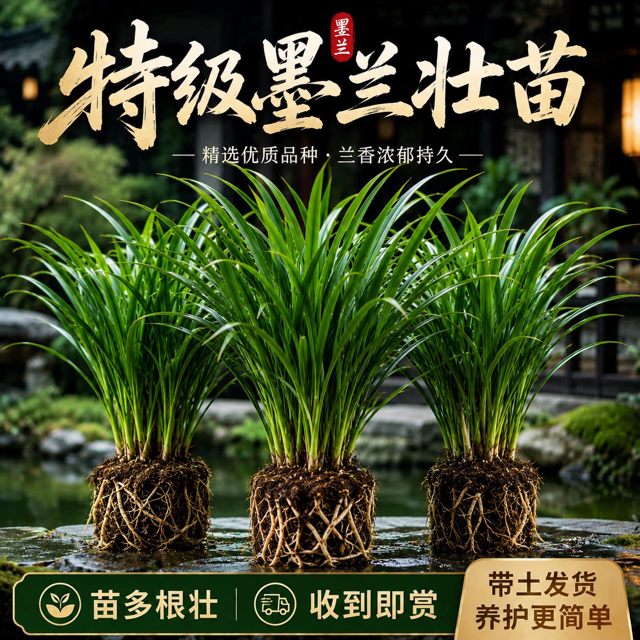 墨兰企黑带苞绿植盆栽四季大花