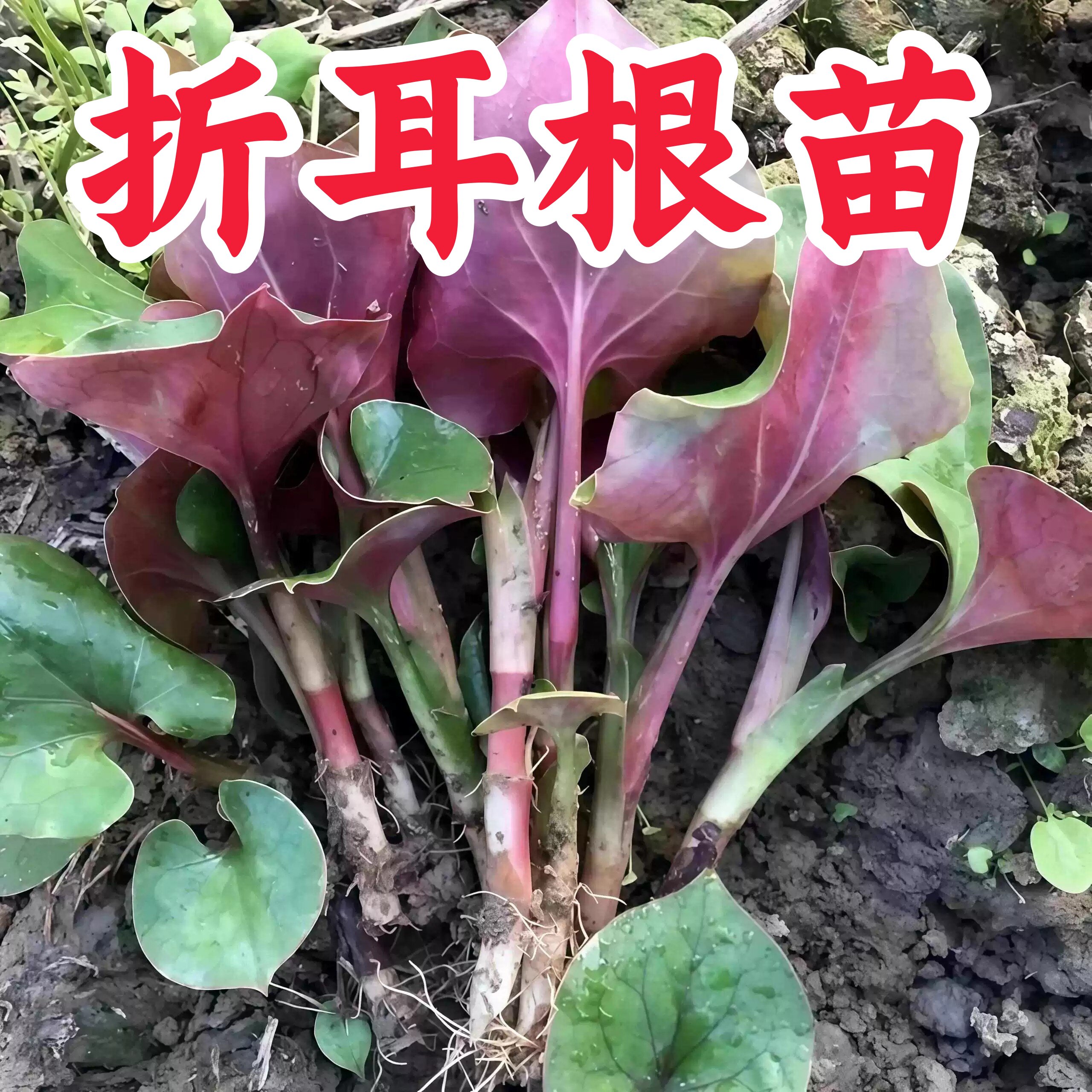 盆栽鱼腥草折耳根苗四季可种易活
