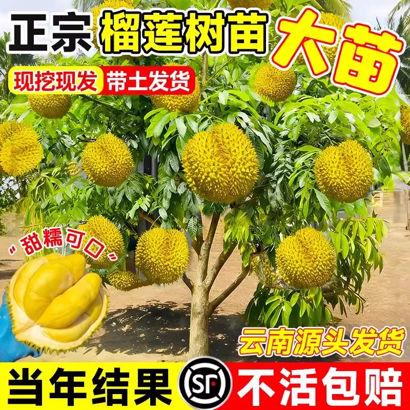 广西正宗金枕榴莲嫁接果树苗