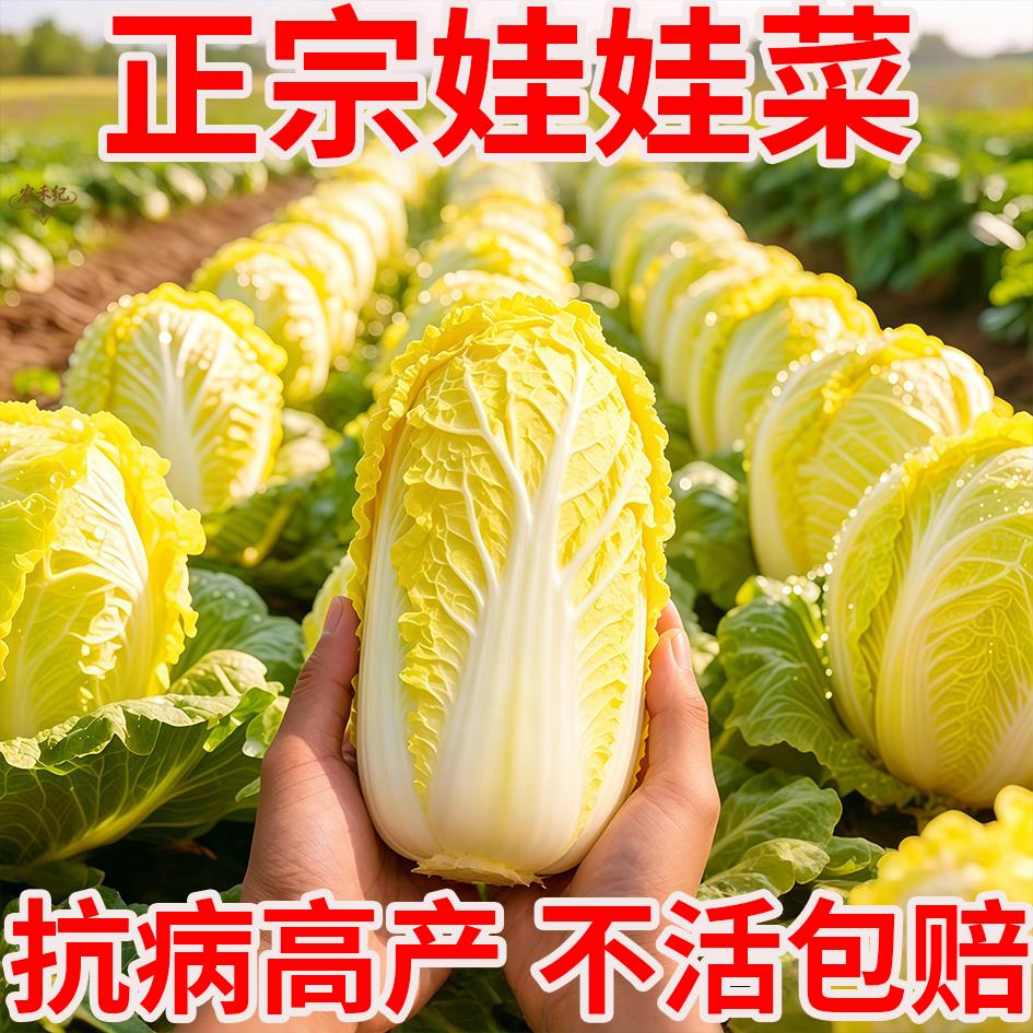黄金娃娃菜四季阳台种子