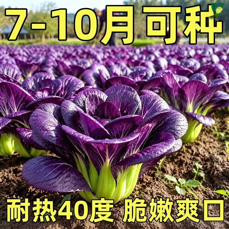 紫罗兰油菜种子四季耐热阳台