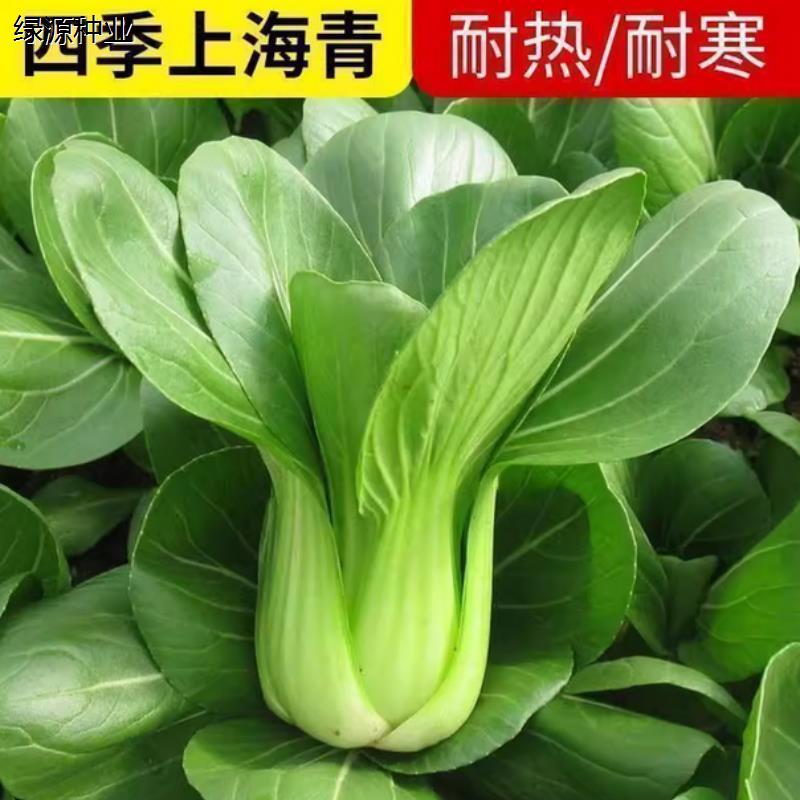 正宗黑叶大头矮脚香甜耐寒菠菜