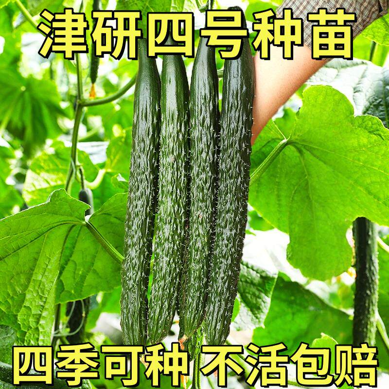 津研四号绿心黄瓜种子高产易种