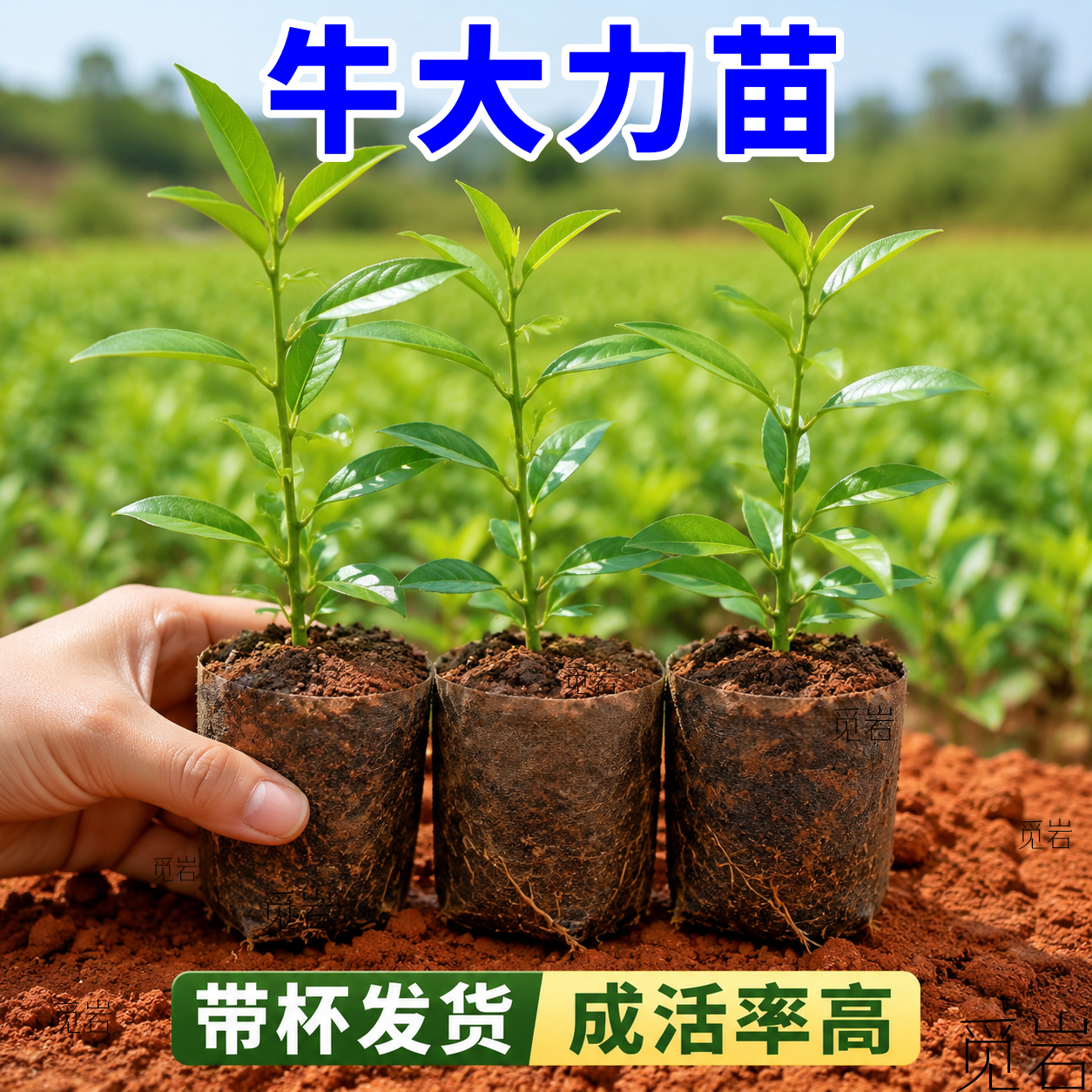 广西发货正宗牛大力药材苗南方种
