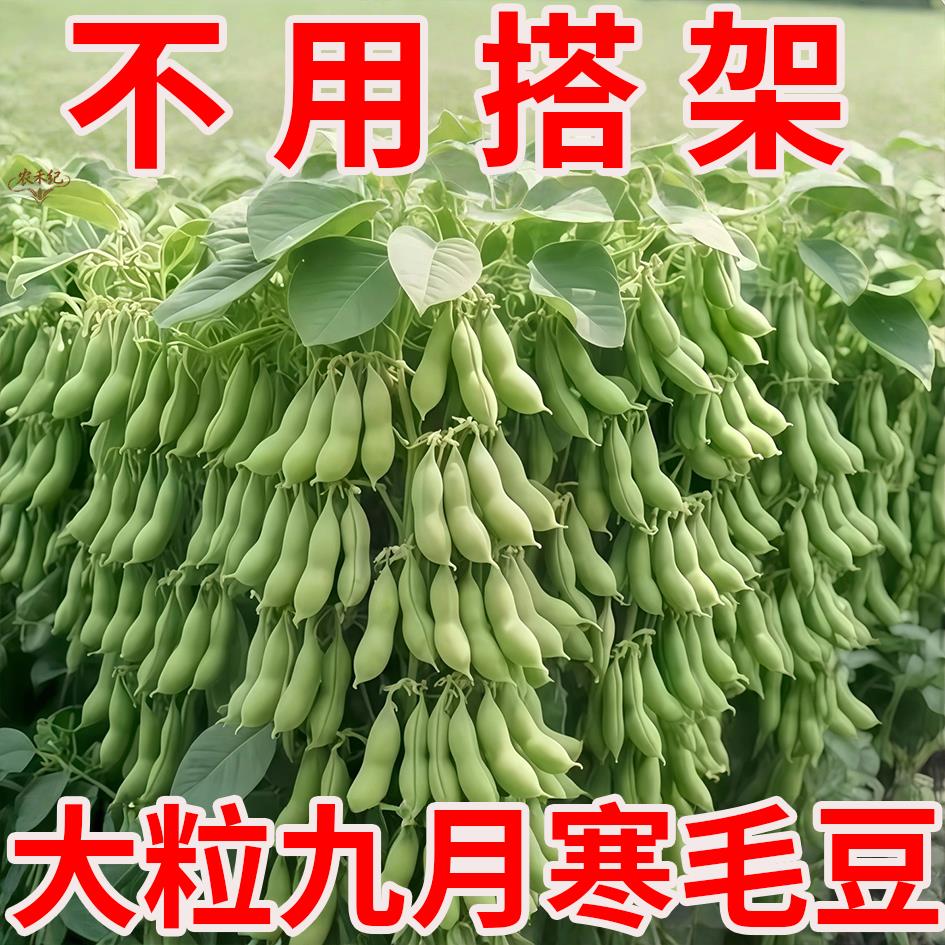 金品九月寒毛豆种子大粒晚熟壳薄大豆青豆种九月鲜高产鲜食10月份
