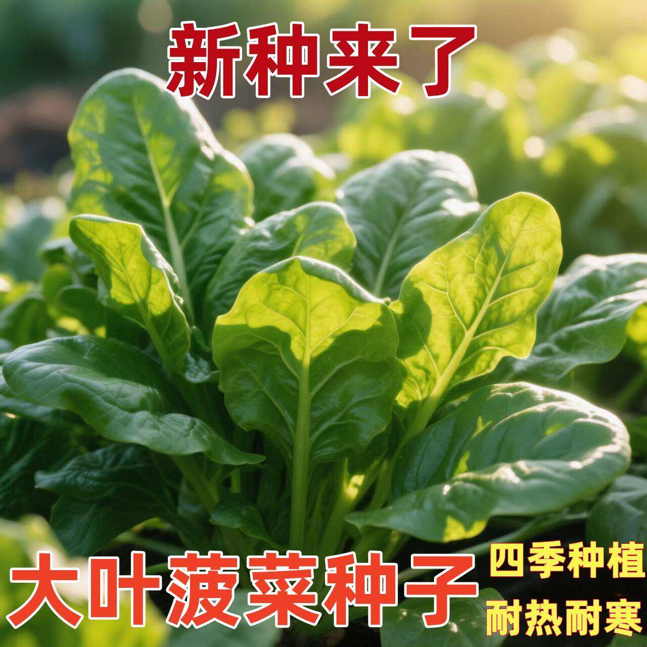 大叶菠菜种子秋季易种抗病耐寒