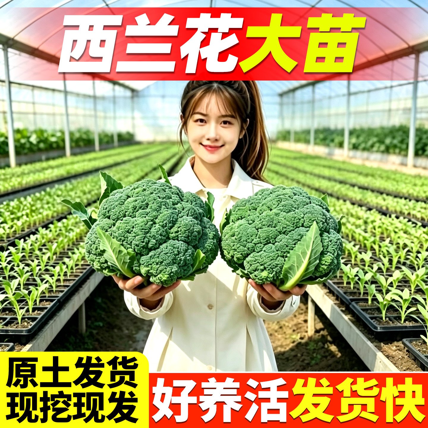 四季耐寒带土西兰花苗阳台