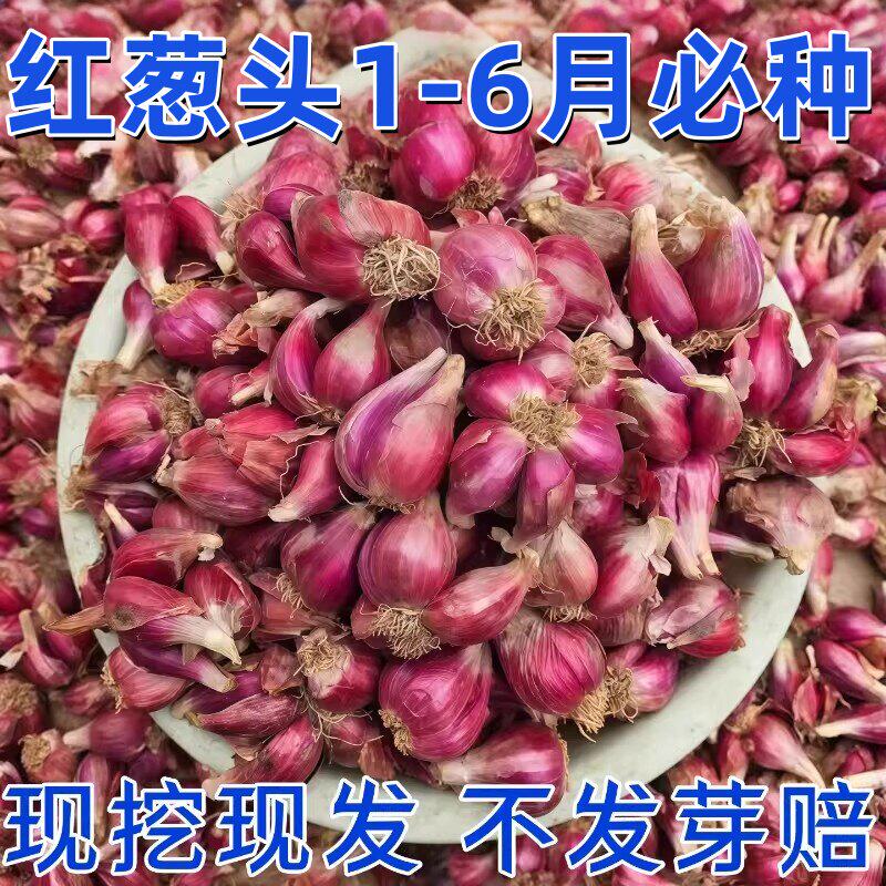 红葱头种四季小香葱种子新鲜葱头花盆栽红葱头种四季香葱种子葱头