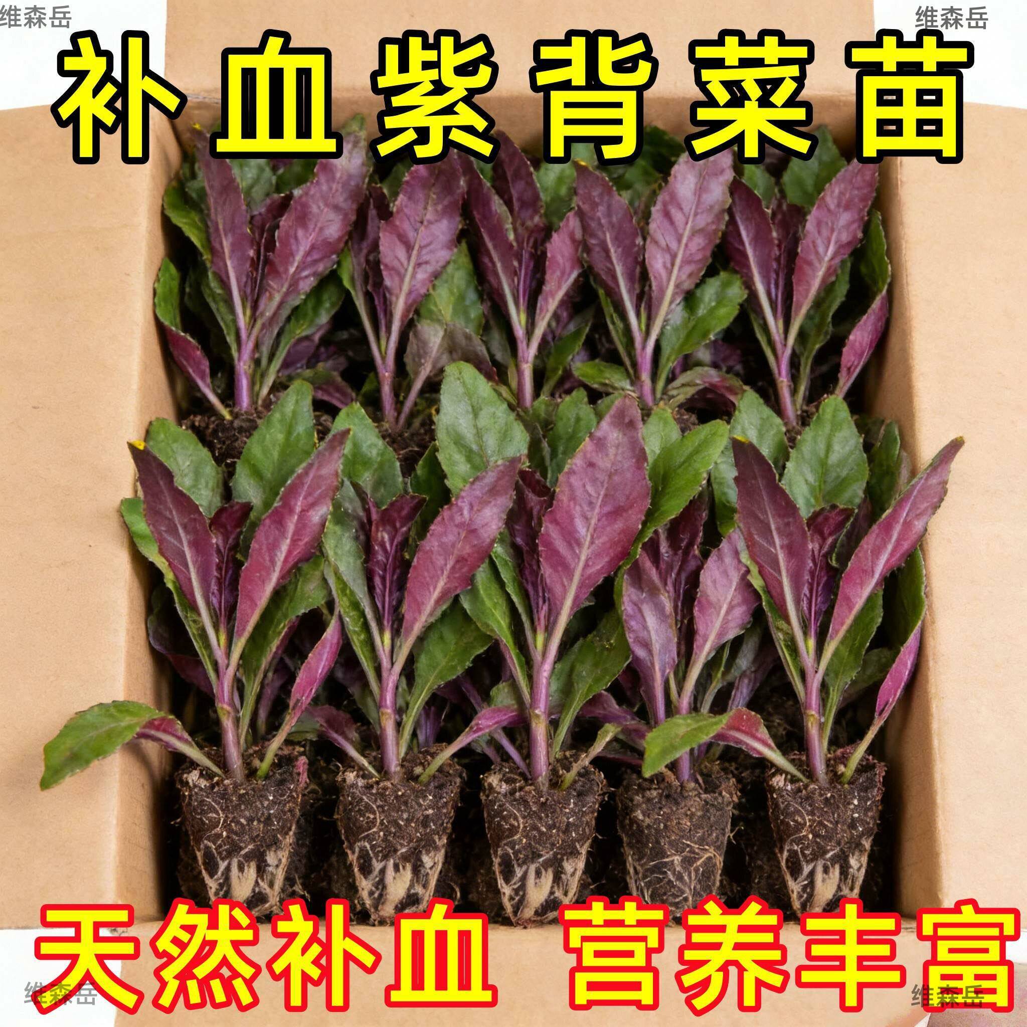 新鲜紫背菜时令蔬菜观音菜血皮菜紫背天葵叶子菜四川农家自种包邮