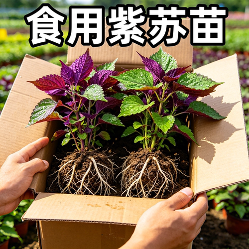 正宗新鲜可食用紫苏叶带土苗