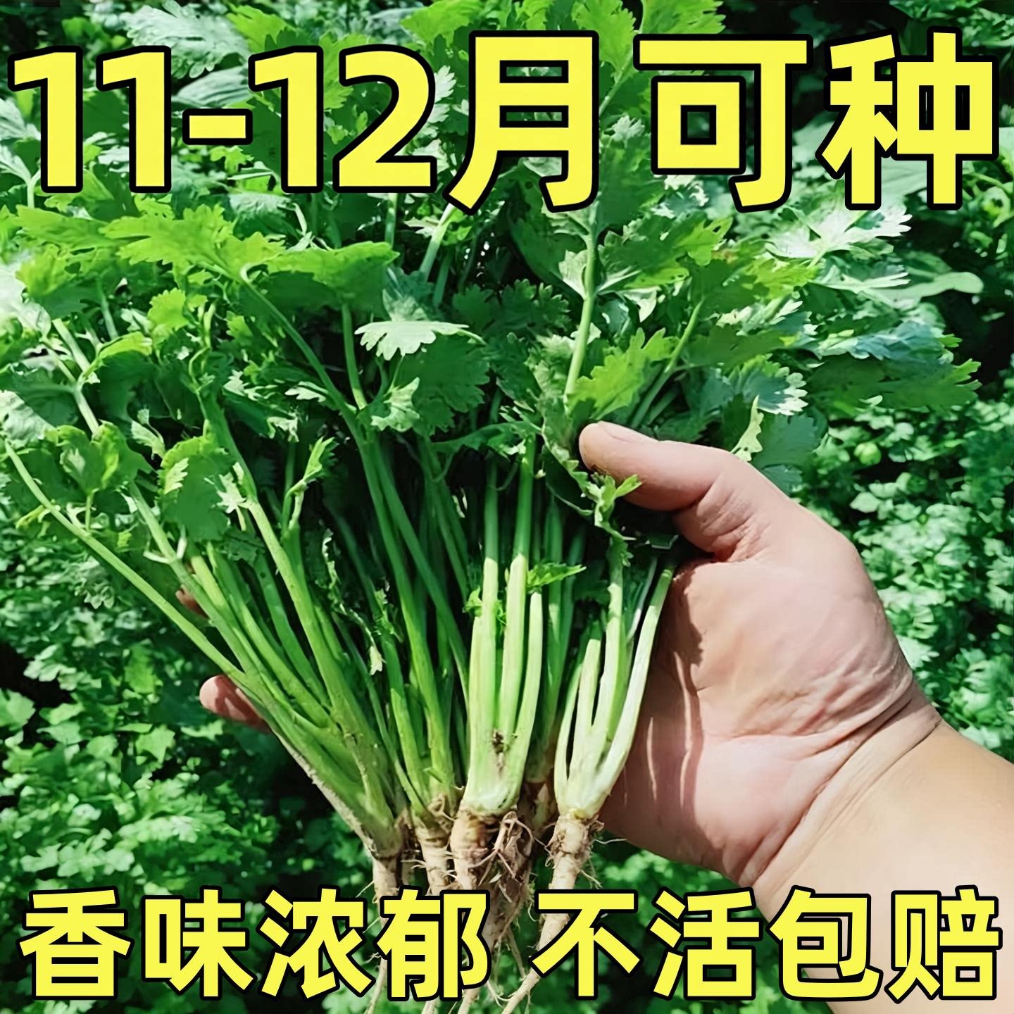 香菜芫荽种子四季阳台可种老品种