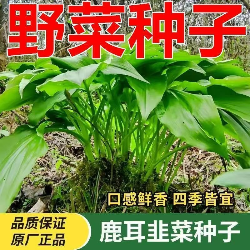 【鹿耳韭种子】四季种植盆栽地栽阳台小院种植鹿耳韭种苗阳台盆栽