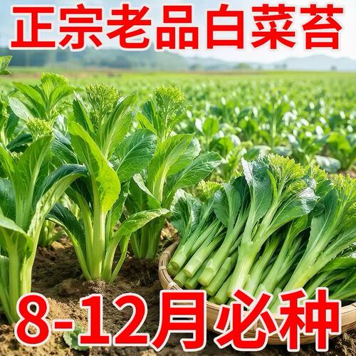 奶油白菜苔菜心种子四季速生耐寒