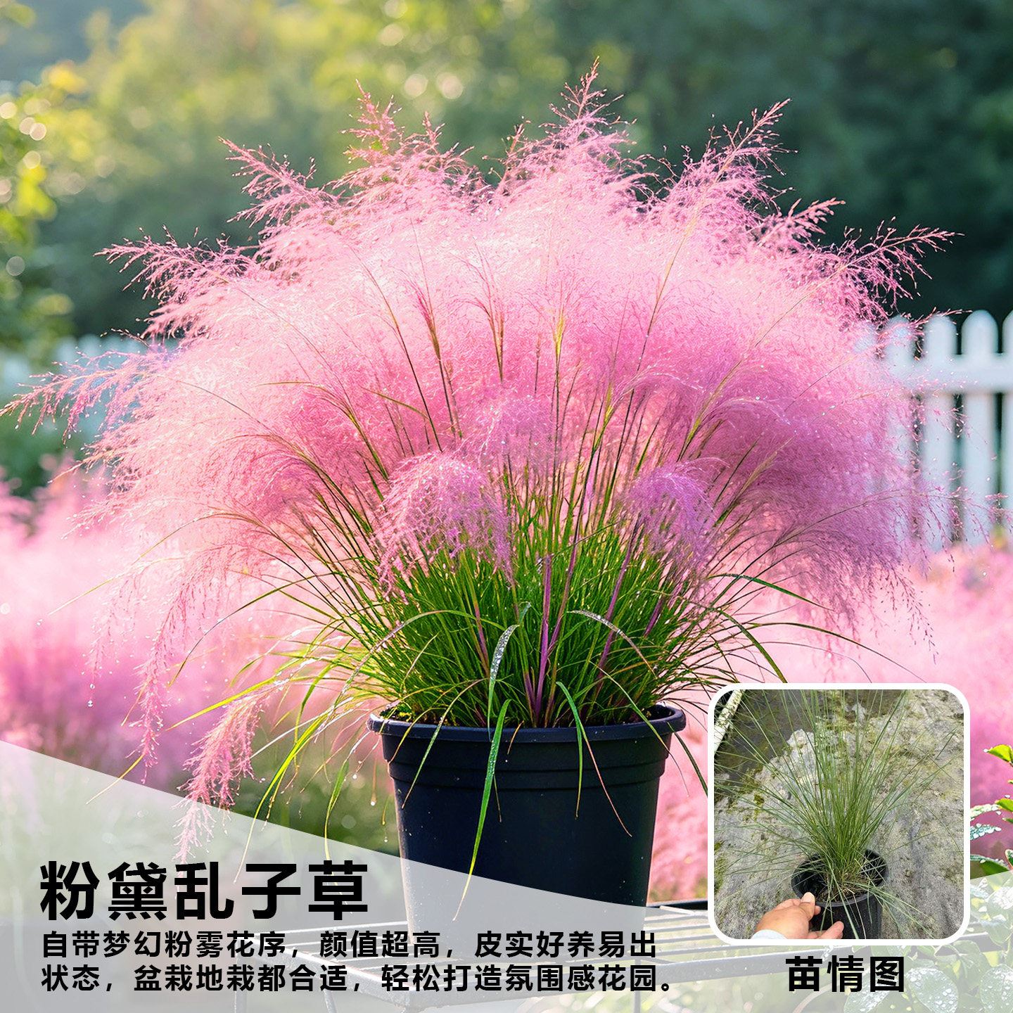 粉黛乱子草苗耐旱好养耐热耐阴