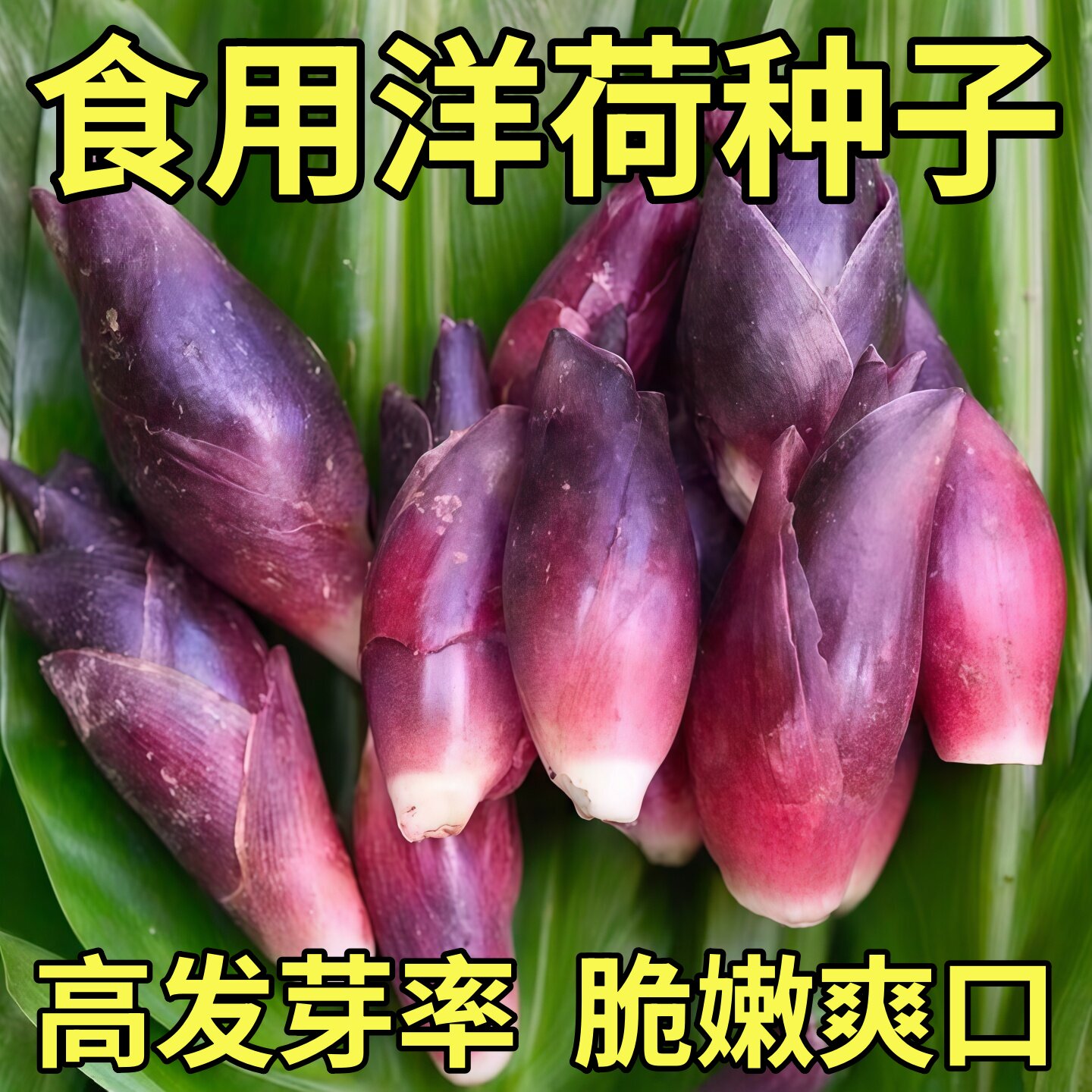 食用洋荷芽种子四季蔬菜