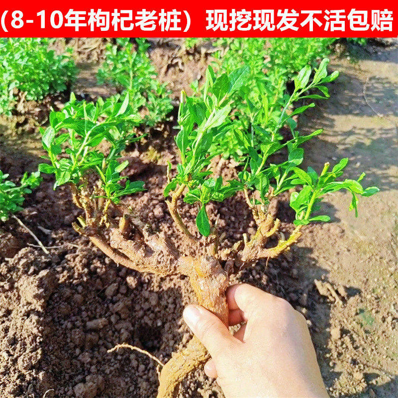 食用大叶枸杞树苗室内盆栽