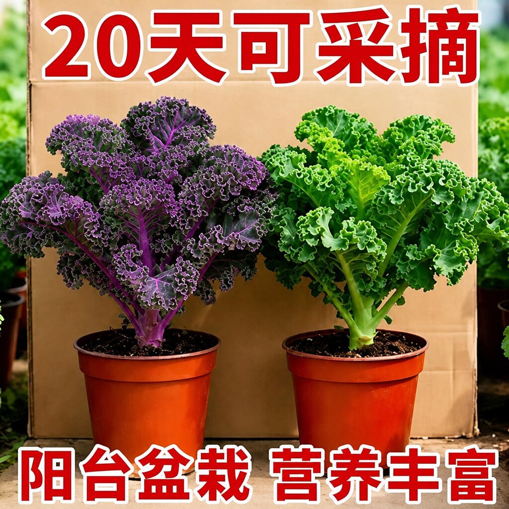 羽衣甘蓝苗盆栽大苗雨衣秧苗蔬菜食用种子苗种幼苗耐寒阳台菜苗