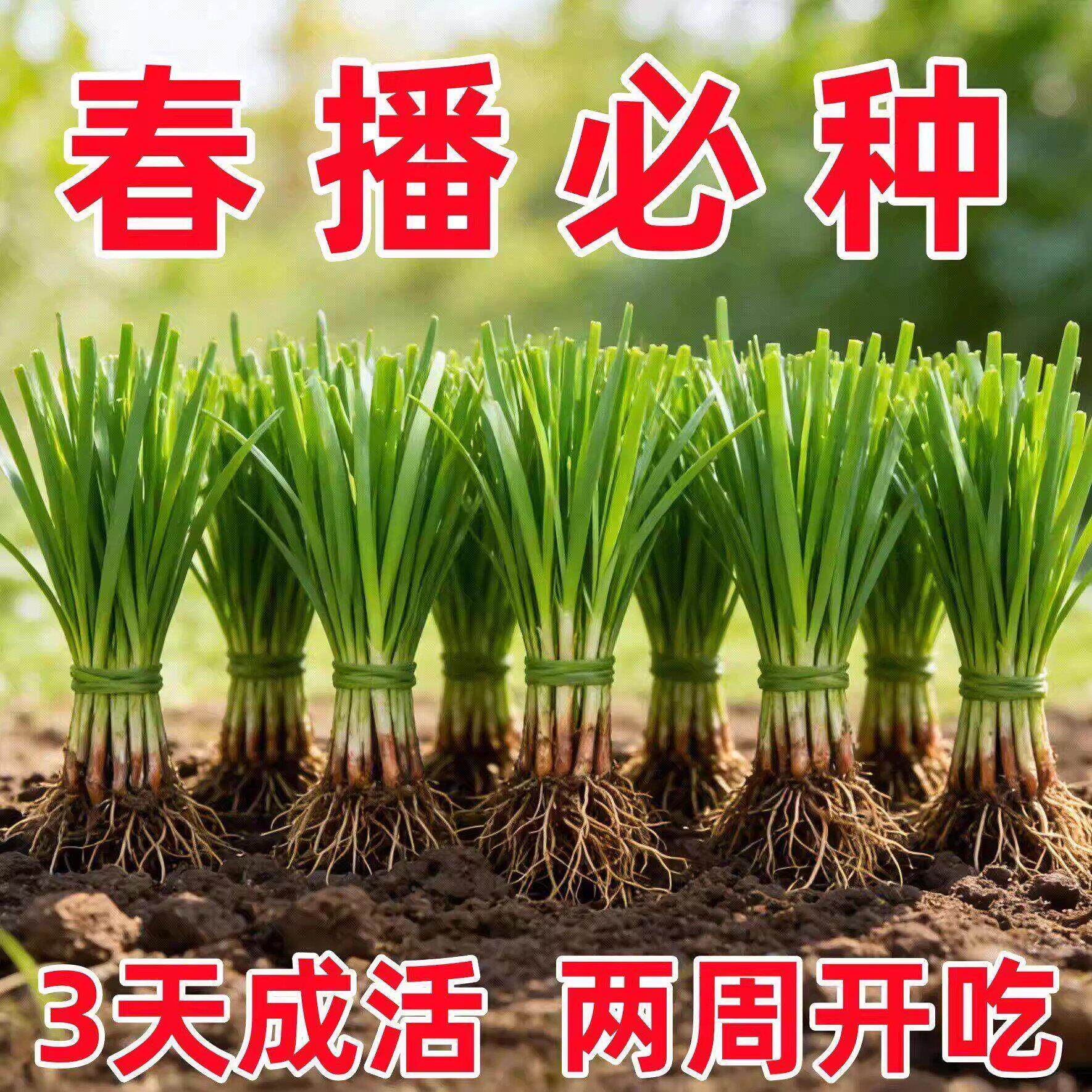 新韭菜根香韭菜老品种小叶韭菜根紫红根细叶笨韭菜苗本地土韭菜根