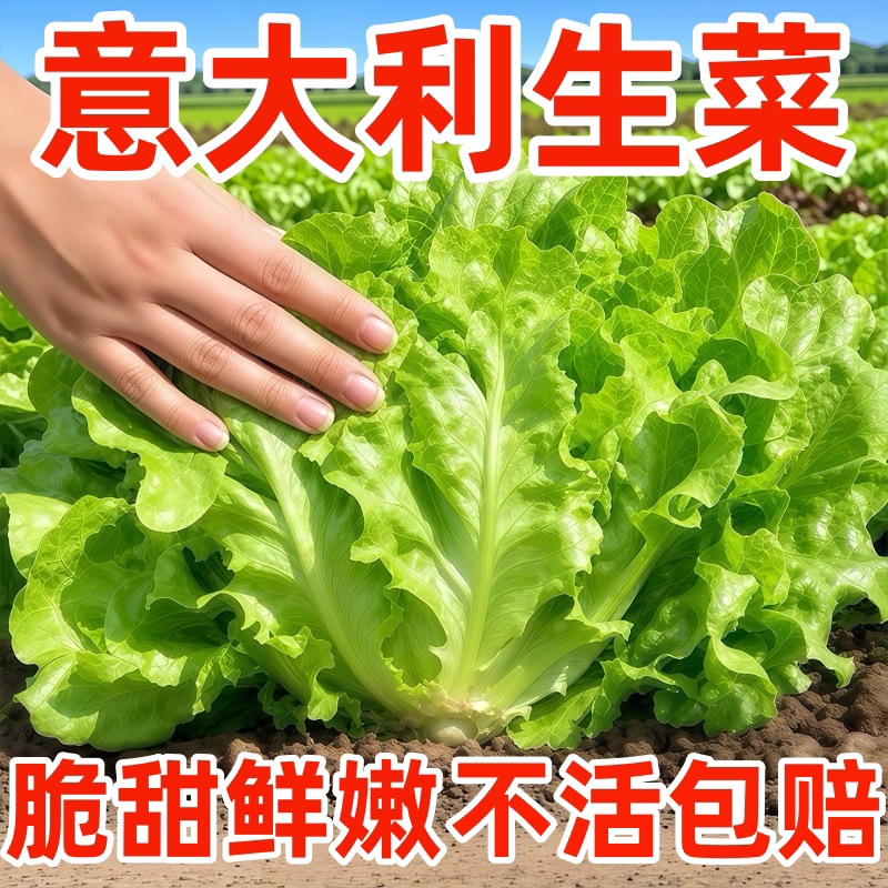 意大利生菜种子籽抗热耐抽苔全年生菜四季种植家庭阳台菜园易种植
