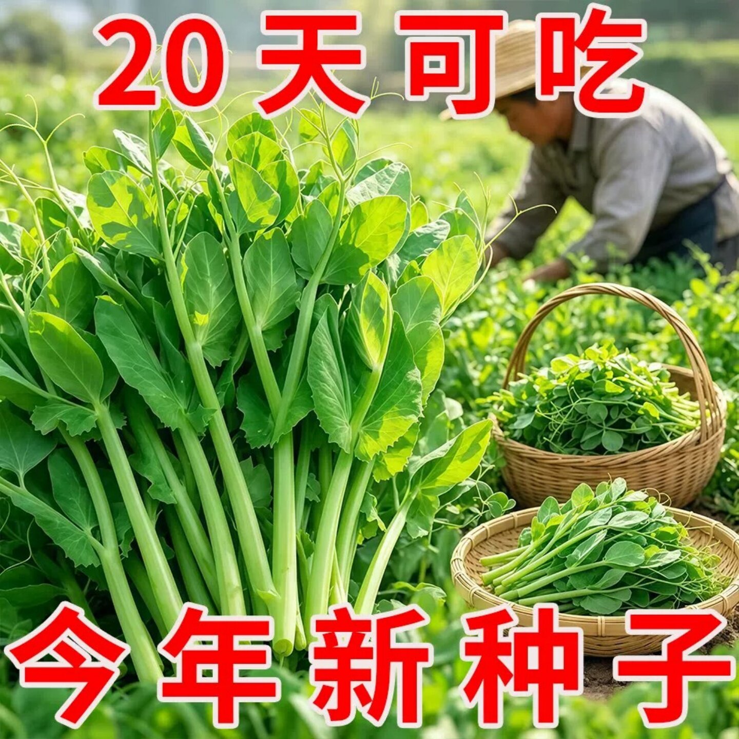 四季播甜豌豆苗种子发芽快易活