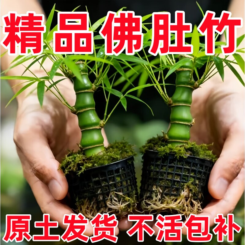 大佛肚竹罗汉竹老桩盆栽好养