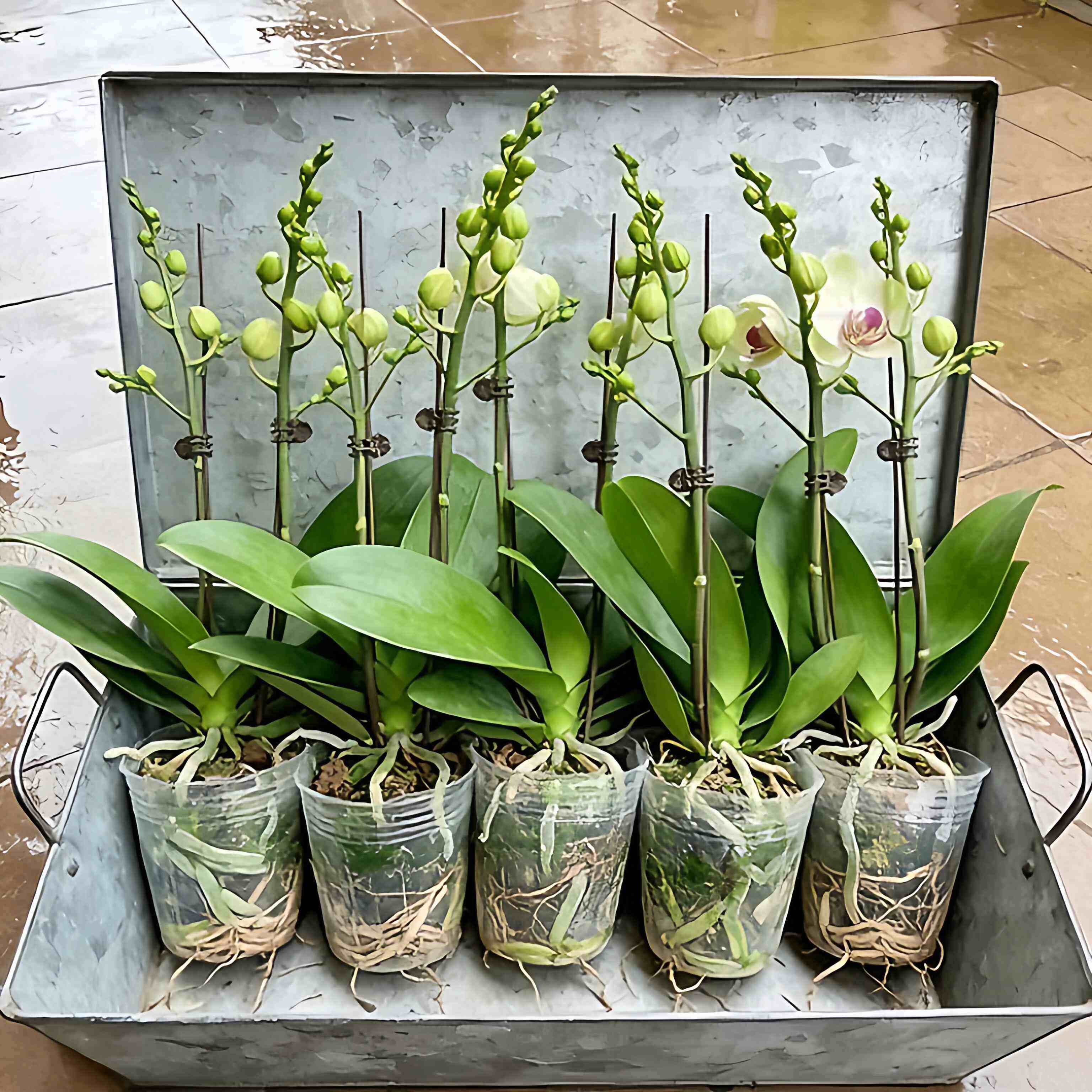 蝴蝶兰盆栽带花剑花苞兰花卉苗阳台室内客厅绿植物全国四季好养活,鲜花速递/花卉仿真/绿植园艺,红掌/凤梨/温室花卉,淘宝优惠券,粉丝福利购,淘宝优惠卷