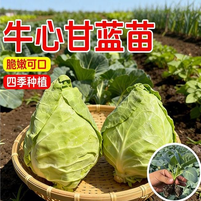 秋冬耐寒牛心甘蓝苗阳台盆栽
