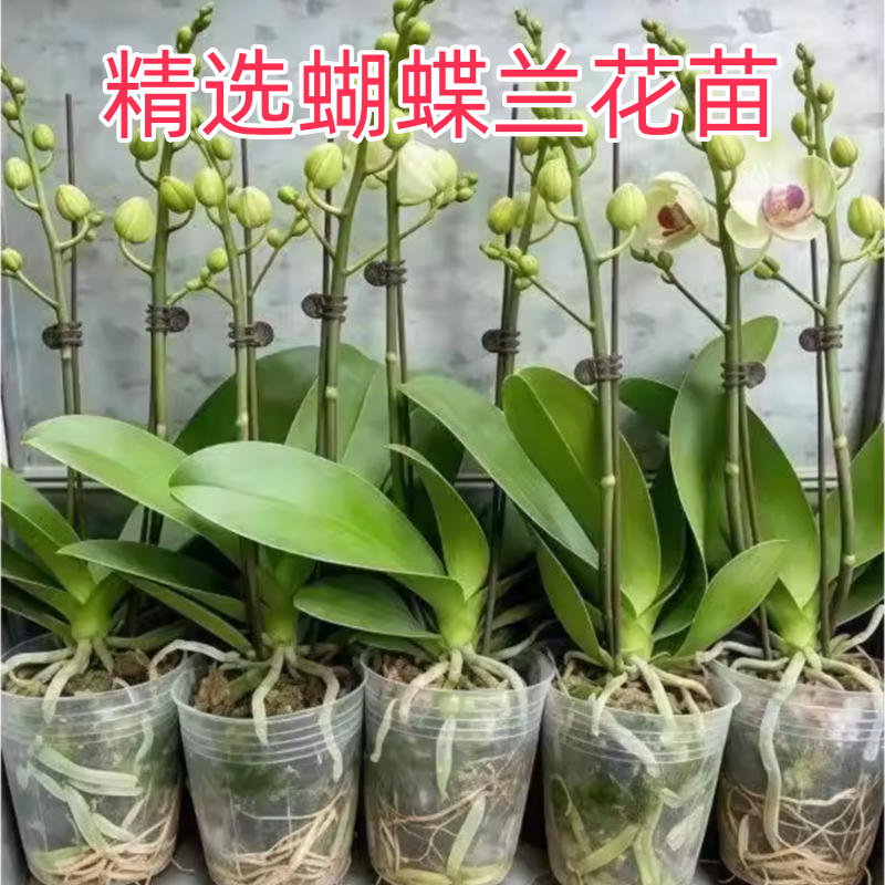 蝴蝶兰盆栽带花剑花苞兰花卉苗阳台室内客厅绿植物全国四季好养活,鲜花速递/花卉仿真/绿植园艺,造型盆景,淘宝优惠券,粉丝福利购,淘宝优惠卷