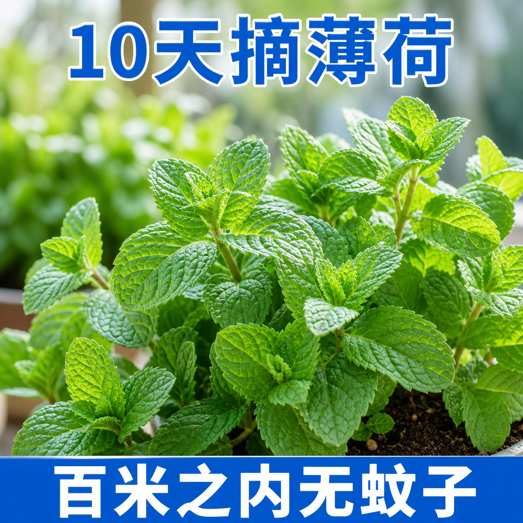 可食用老品种薄荷种子