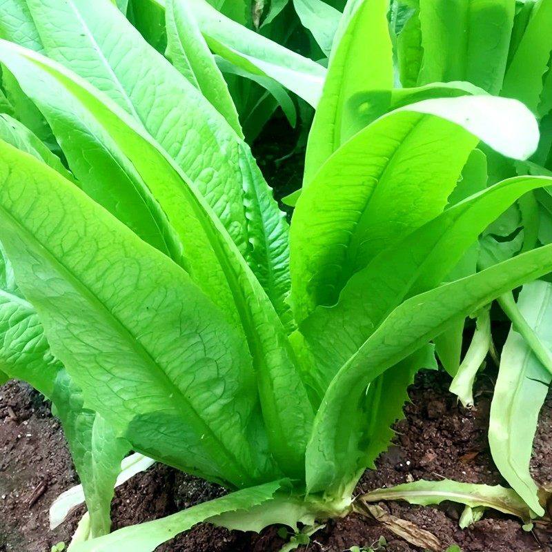 四季播油麦菜种子青菜种籽孑阳台盆栽莜麦菜蔬菜孑春季菜种大全,鲜花速递/花卉仿真/绿植园艺,种苗/半成品盆栽,淘宝优惠券,粉丝福利购,淘宝优惠卷