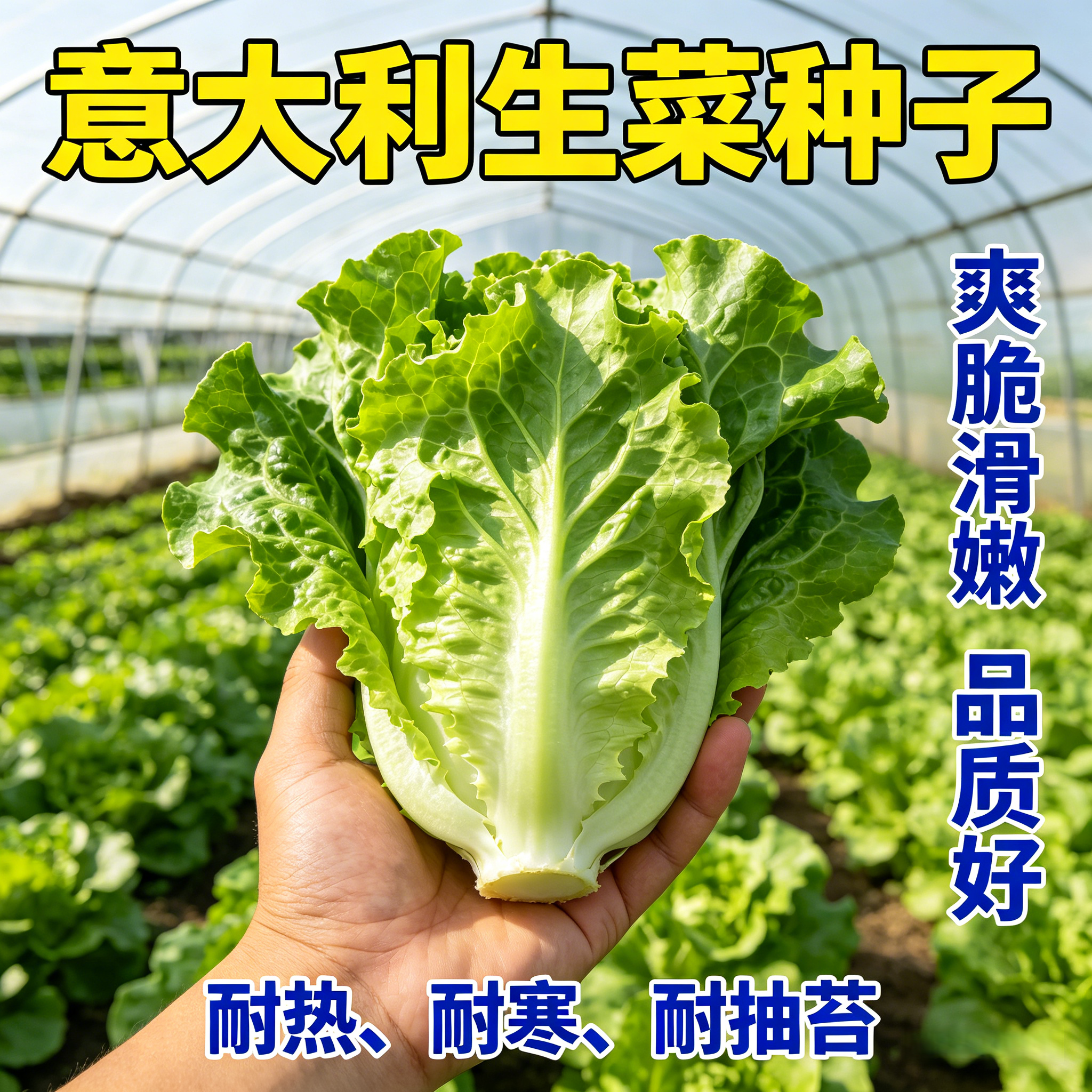 意大利生菜种子抗热耐抽苔易种