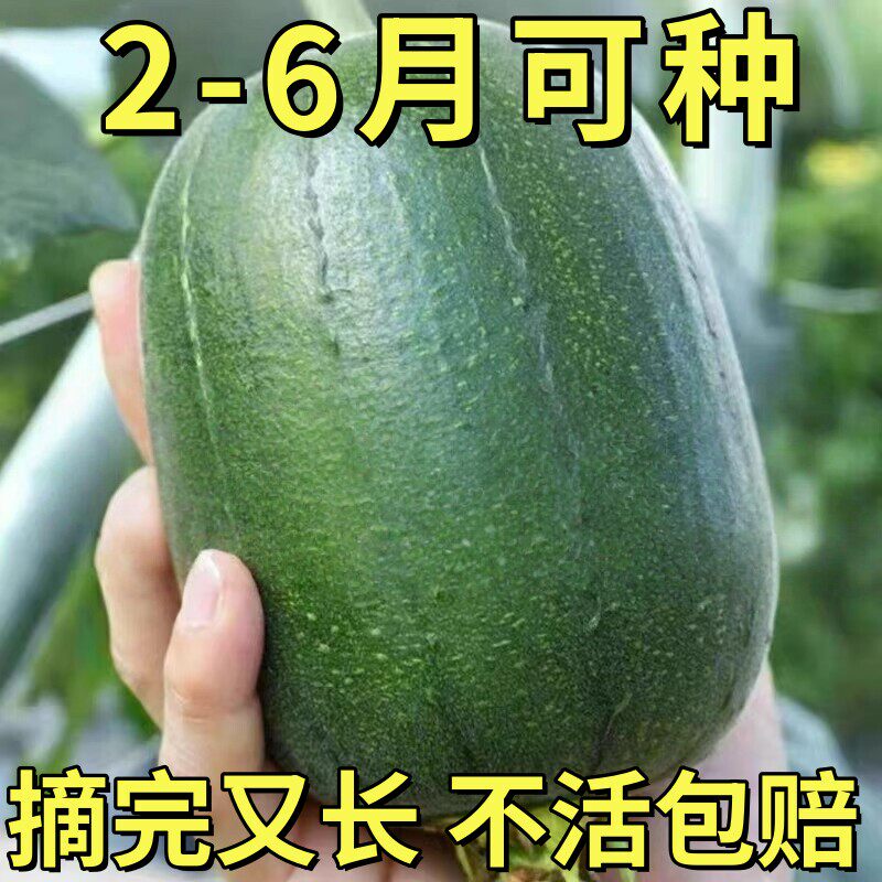 进口台湾苹果丝瓜苗菜瓜种子适合春天种的四季蔬菜苗大全肉圆丝瓜