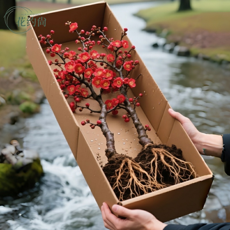 腊梅花树苗盆栽丛生地载庭院风景树耐寒红梅矮化老桩原生素心蜡梅