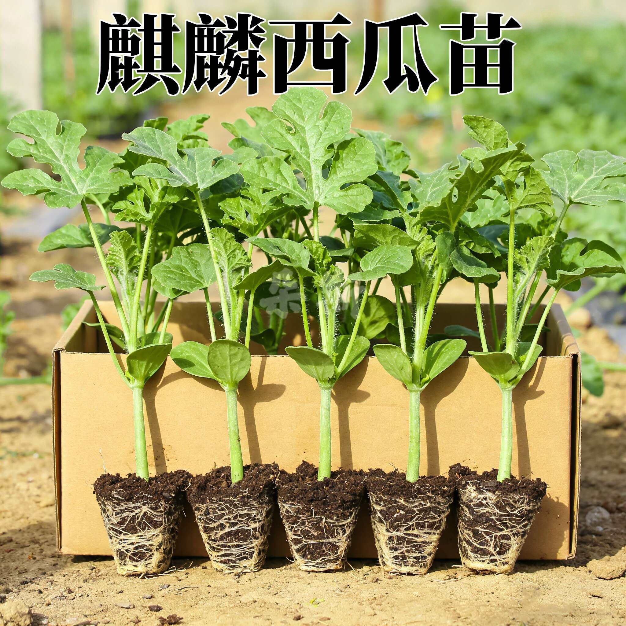 8424西瓜苗嫁接超甜无籽懒汉苗