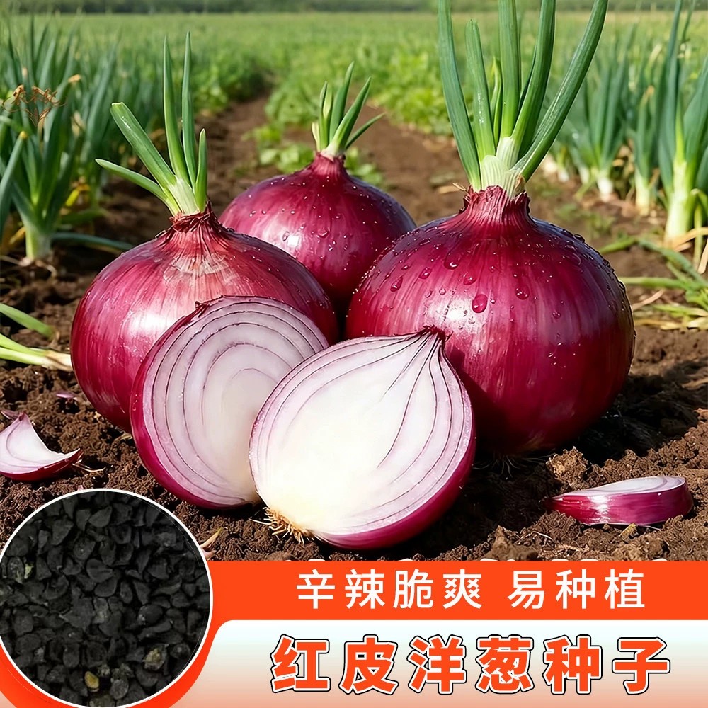 紫皮洋葱水果型洋葱种子超甜夏季耐热耐高温蔬菜种子高产四季可种