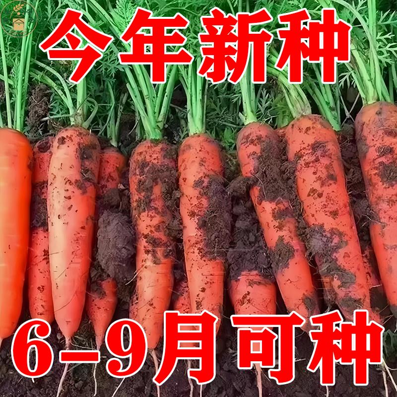 九寸三红胡萝卜夏秋季耐热寒水果蔬菜萝卜生吃脆甜四季田园红萝卜