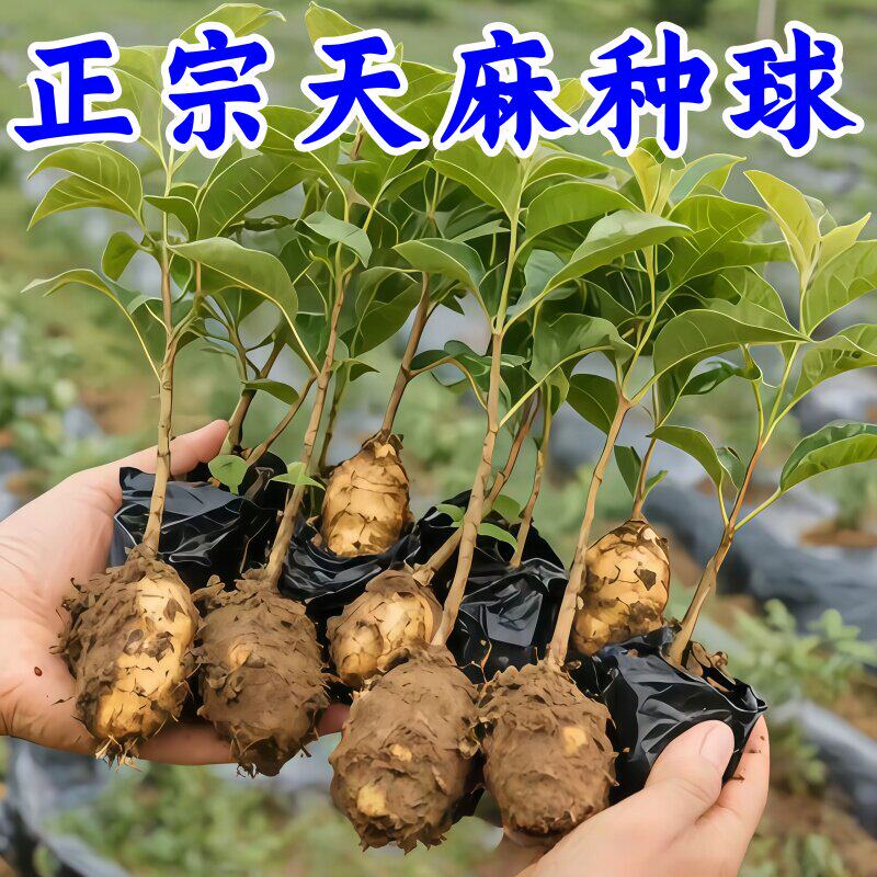 现挖新鲜天麻种散装1代天麻种苗乌红杂交0代种球三下窝框栽种植