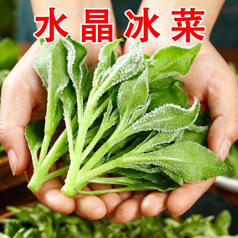正品冰菜种子四季可种高钙沙拉