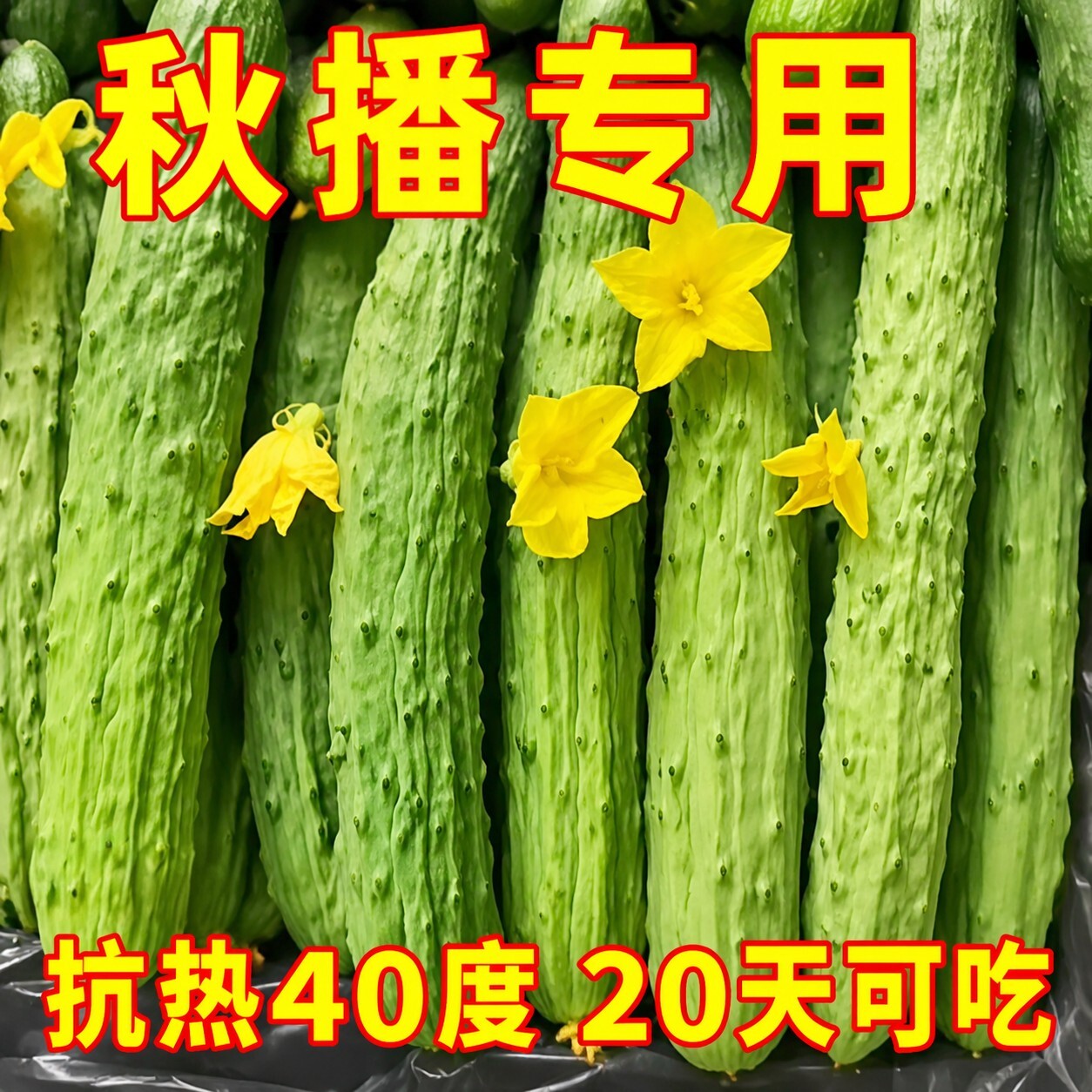 山河白黄瓜种子特甜白黄瓜种子旱黄瓜种子早熟强雌性抗病春季种籽