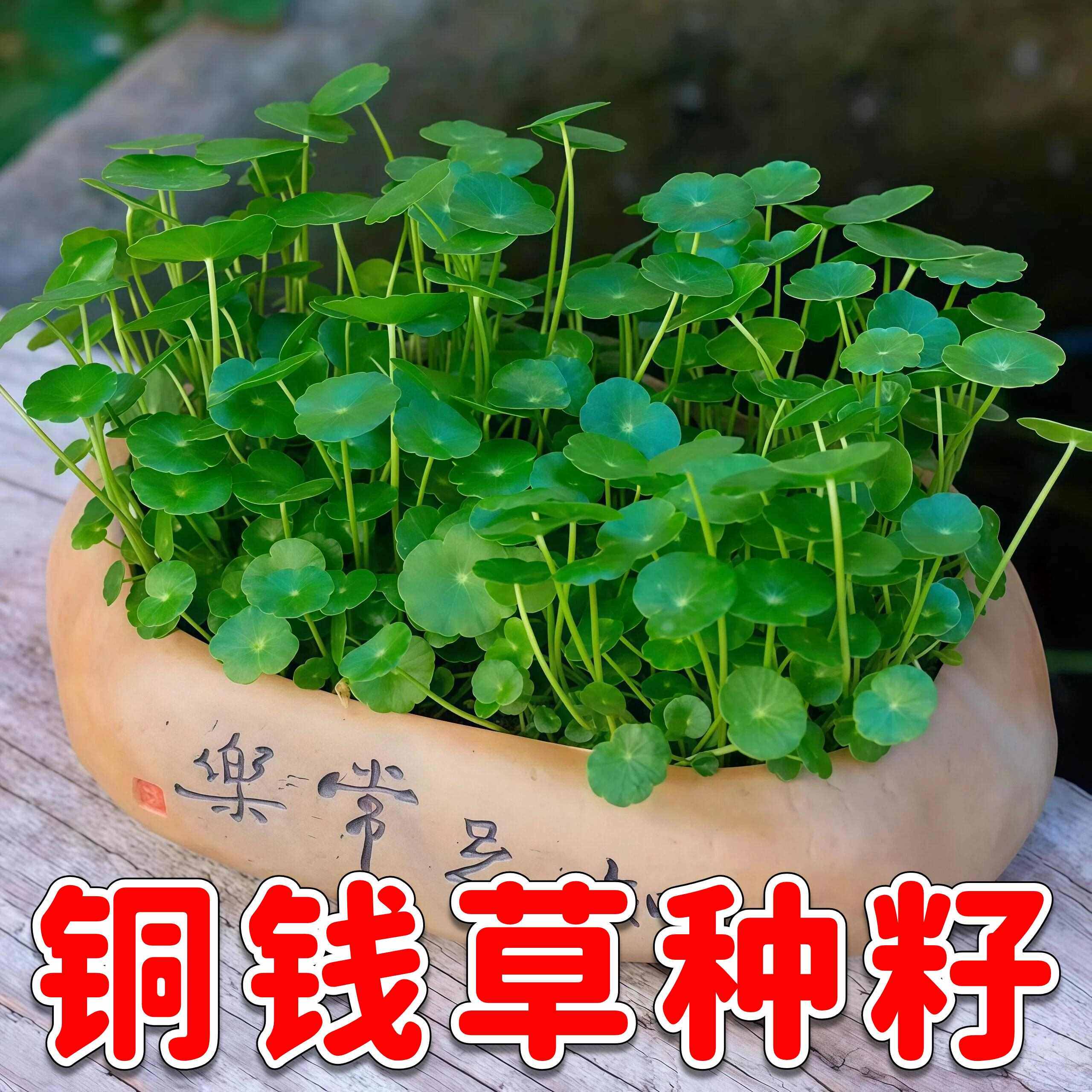 铜钱草种子四季长绿易种易活