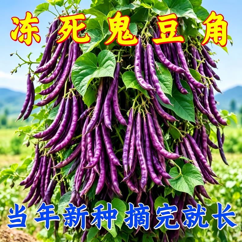 八角月忙冻死鬼豆角耐寒耐热无筋四季豆七彩无筋芸豆紫芸豆花菜
