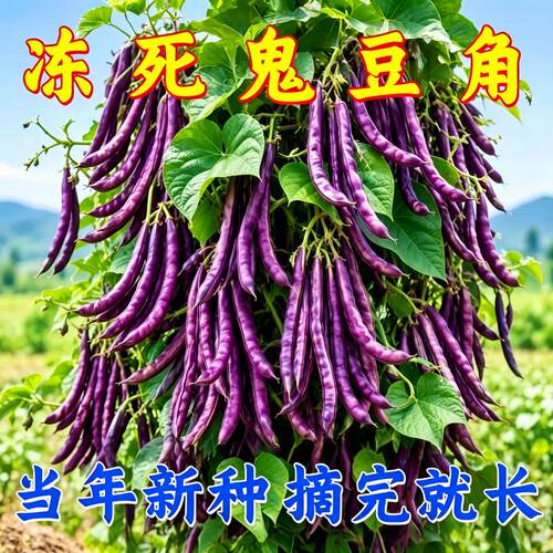 冻死鬼八月忙豆角耐寒耐热无筋四季豆七彩无筋芸豆紫芸豆花菜